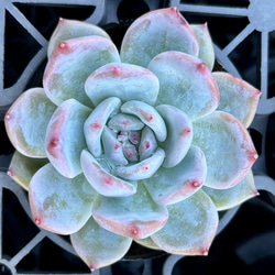 多肉植物　寄せ植え　韓国苗　特大 多肉植物 寄せ植え 韓国苗 特大 - メルカリ