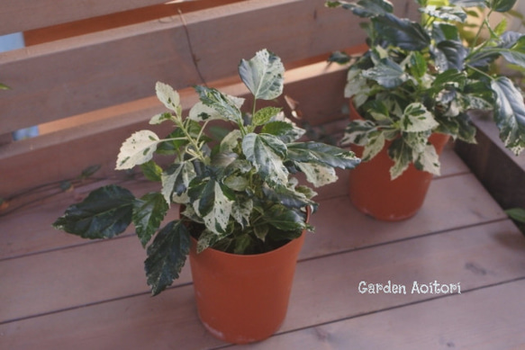 斑入りハイビスカス*マリーナサンライズ* その他インテリア雑貨 Garden