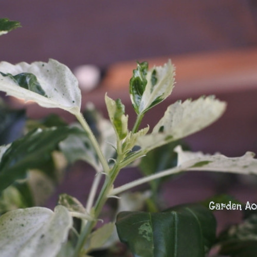 斑入りハイビスカス*マリーナサンライズ* その他インテリア雑貨 Garden