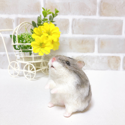 365 ジャンガリアン ノーマル◇羊毛フェルト 365 ジャンガリアン ノーマル◇羊毛フェルト NEW】ノーマル