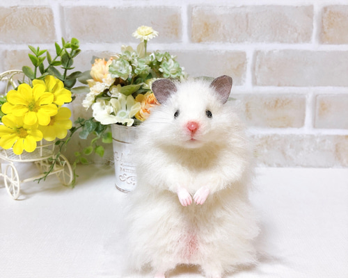 パールホワイトちゃん🐹☺️💕⁡ ⁡ ⁡ #ハムスター #ハムスター