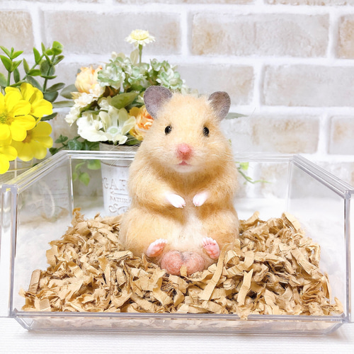 ハムタマ座布団のお座りキンクマちゃん*ゴールデンハムスター