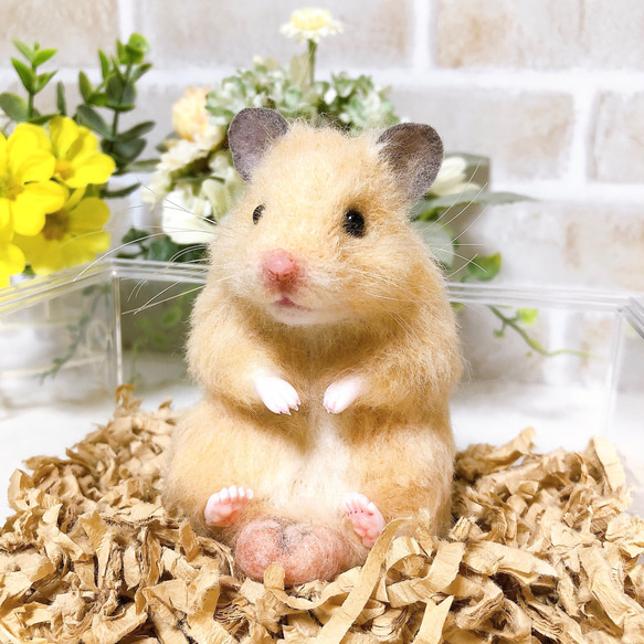 ハムタマ座布団のお座りキンクマちゃん*ゴールデンハムスター