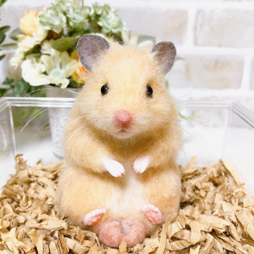 ハムタマ座布団のお座りキンクマちゃん*ゴールデンハムスター