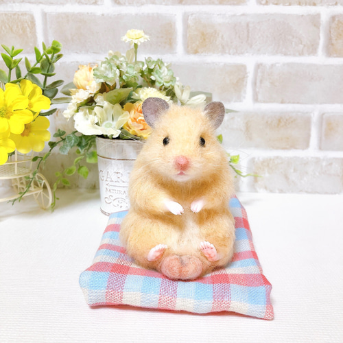 ハムタマ座布団のお座りキンクマちゃん*ゴールデンハムスター