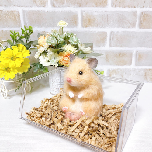 ハムタマ座布団のお座りキンクマちゃん*ゴールデンハムスター