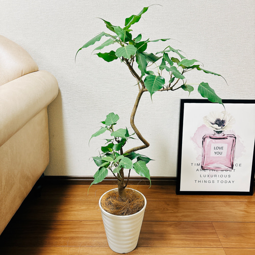 ［現品］R インドボダイジュ　フィカスレリギオーサ　曲がり　7号　観葉植物 現品］インドボダイジュ フィカスレリギオーサ 曲がり 6号 観葉