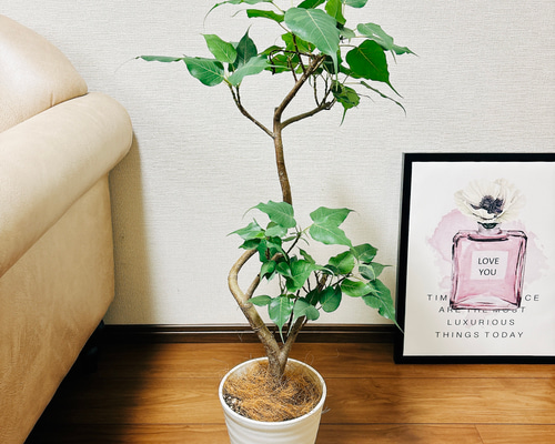 現品　フィカス　ゴムの木　インドボダイジュ　1番　プラコッタ鉢　曲がり　観葉植物 現品 フィカス ゴムの木 インドボダイジュ 曲がり 32番 観葉植物