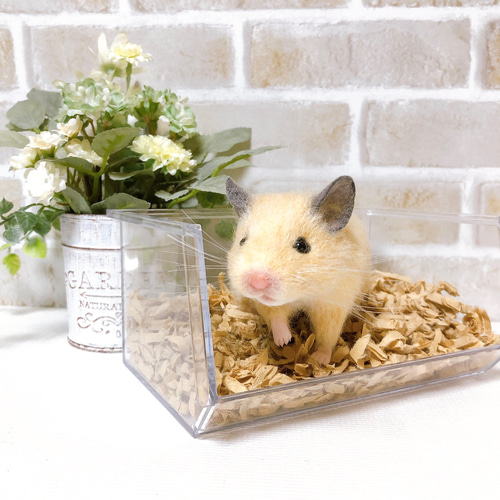 ゴールデンハムスター　羊毛フェルト タマ座布団 ノーマルバンデッド ゴールデンハムスター 羊毛フェルト