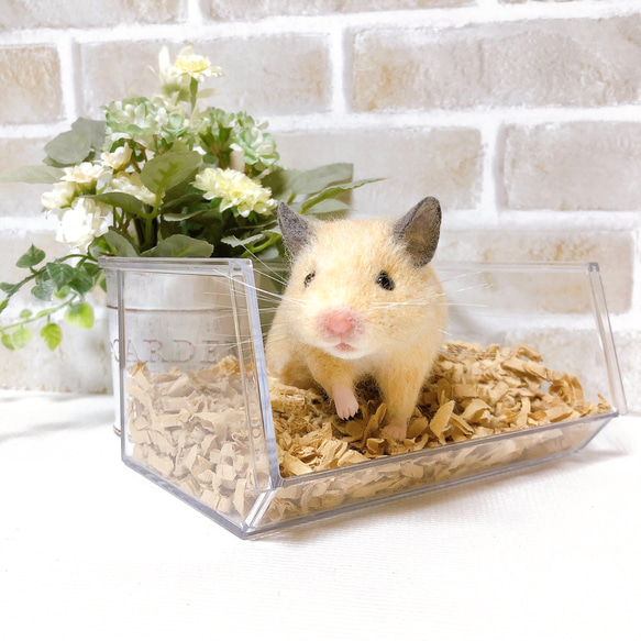 身を乗り出すキンクマさん *ゴールデン ハムスター* (羊毛フェルト