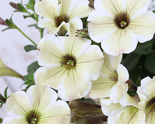 1f2805610b94b1005446669af0ae5f