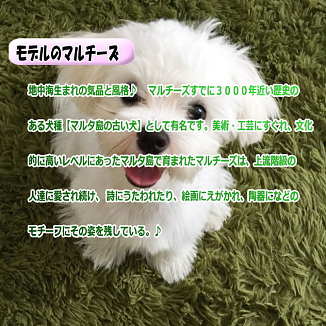 立ち姿マルチーズ　犬ぬいぐるみ　ぬいぐるみ置物　リアルファーのぬいぐるみ　ペット
