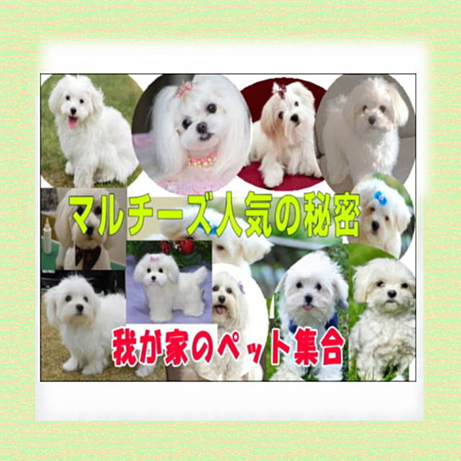 立ち姿マルチーズ　犬ぬいぐるみ　ぬいぐるみ置物　リアルファーのぬいぐるみ　ペット