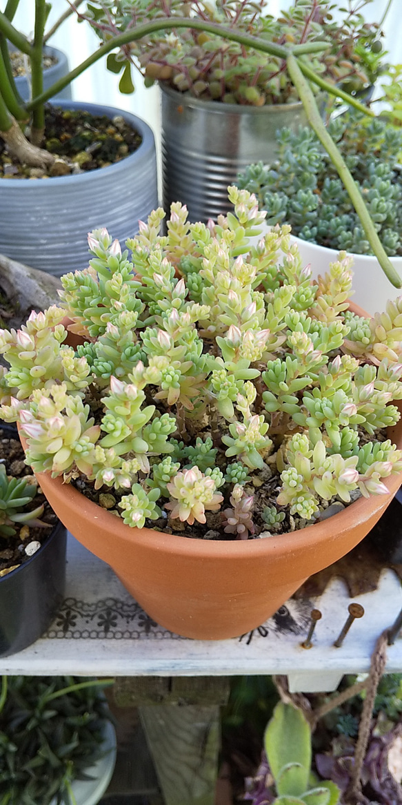 抜き苗 まとめ売り ホワイトゴースト 11本 抜き苗 まとめ売り ホワイトゴースト 11本 抜き苗 まとめ売り ホワイト