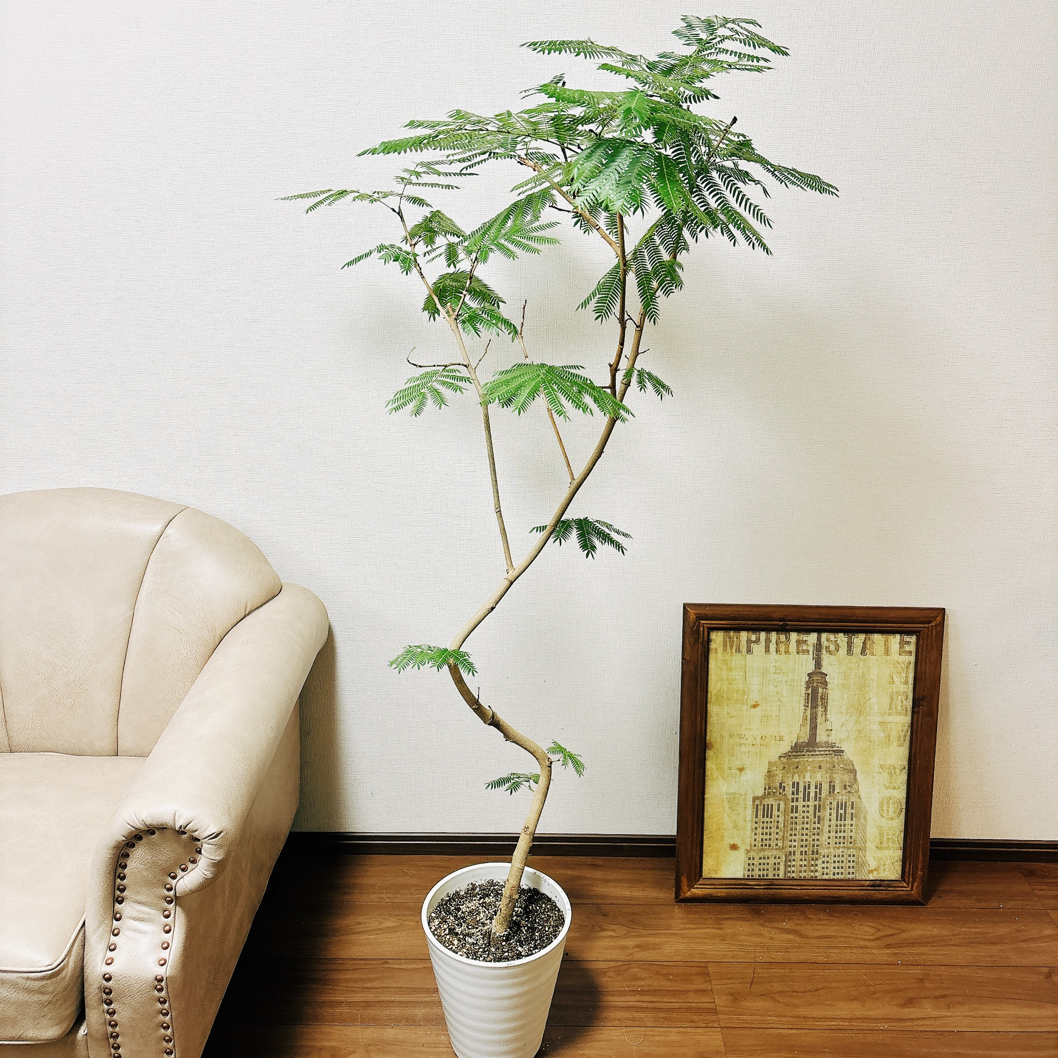 現品］2番 エバーフレッシュ 曲がり 8号 観葉植物 室内 大型 