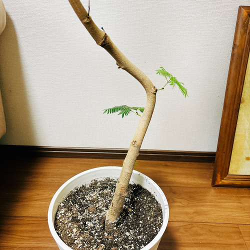 現品］2番 エバーフレッシュ 曲がり 8号 観葉植物 室内 大型