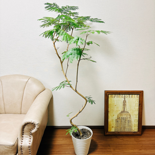 現品］2番 エバーフレッシュ 曲がり 8号 観葉植物 室内 大型
