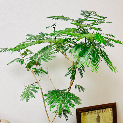現品］2番 エバーフレッシュ 曲がり 8号 観葉植物 室内 大型