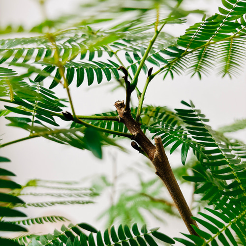 エバーフレッシュ 8号　2 エバーフレッシュ 8号 | 観葉植物 | インテリアやギフトに - Hitohana