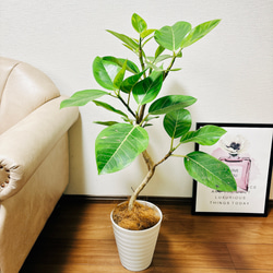 現品］G フィカス アルテシマ 曲がり 7号 観葉植物 室内 ゴムの木