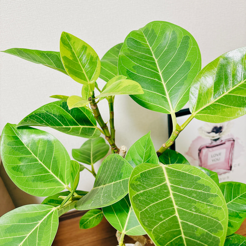 現品］G フィカス アルテシマ 曲がり 7号 観葉植物 室内 ゴムの木