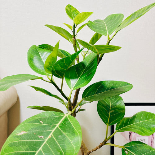 現品］G フィカス アルテシマ 曲がり 7号 観葉植物 室内 ゴムの