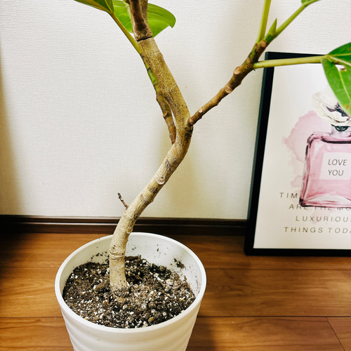 現品］G フィカス アルテシマ 曲がり 7号 観葉植物 室内 ゴムの