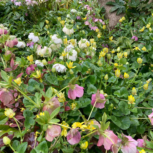 クリスマスローズ 苗 ガーデニング 植物 花 セミダブル シングル