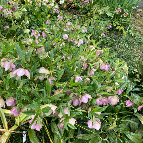 猛暑対策 クリスマスローズ種mix30粒 【公式通販】