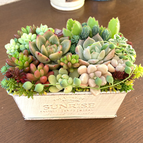 受注制作》多肉植物 寄せ植え アンティーク調 ベージュ 多肉植物