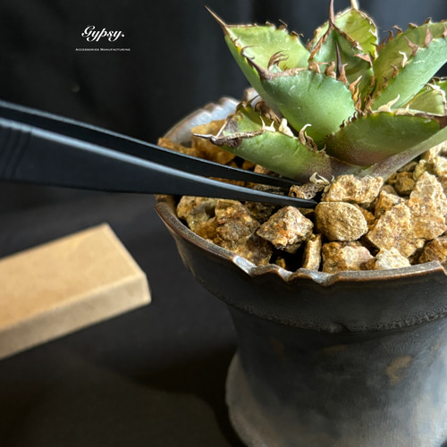 速達！　専用　アガベ　実生　32種セット　お買い得！　多肉　観葉植物　サボテン 速達！ 専用 アガベ 実生 32種セット お買い得！ 多肉 観葉植物