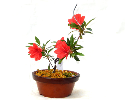 38a996c095b00b569c49c901944417