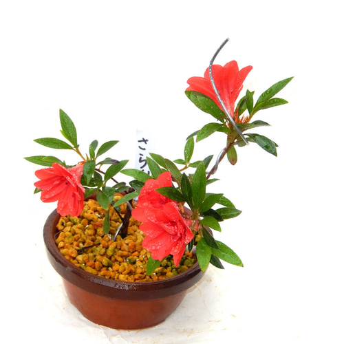 サツキ（品種 さらん） 毎年咲きます ミニ盆栽 盆栽 小品盆栽 さらん