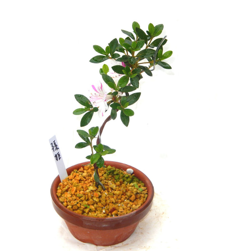 サツキ（品種 孫姫 毎年咲きます ミニ盆栽 盆栽 小品盆栽 まごひめ