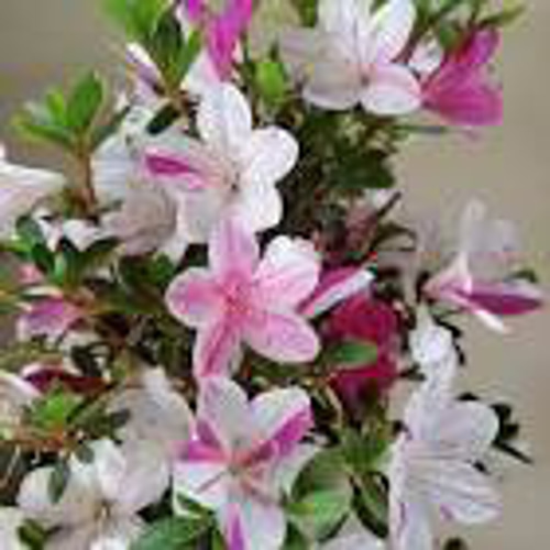 サツキ（品種 孫姫 毎年咲きます ミニ盆栽 盆栽 小品盆栽 まごひめ