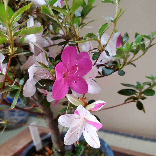 サツキ（品種 孫姫 毎年咲きます ミニ盆栽 盆栽 小品盆栽 まご