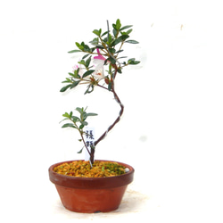【皐月(さつき)】 品種不明品 \"菊姫(きくひめ) / (?) \" 小品盆栽 さつき花辞典：菊姫 ｜ さつき盆栽春夏秋冬
