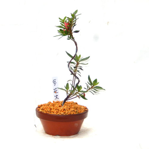 サツキ（品種 夢花火） 毎年咲きます ミニ盆栽 盆栽 小品盆栽 ゆめ