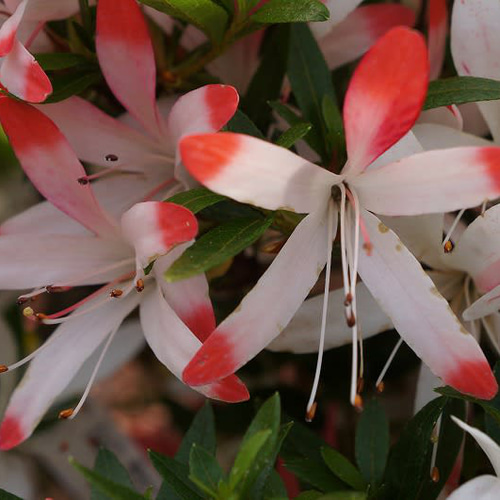 サツキ（品種 夢花火） 毎年咲きます ミニ盆栽 盆栽 小品盆栽 ゆめ