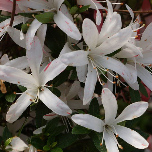 サツキ（品種 夢花火） 毎年咲きます ミニ盆栽 盆栽 小品盆栽 ゆめ