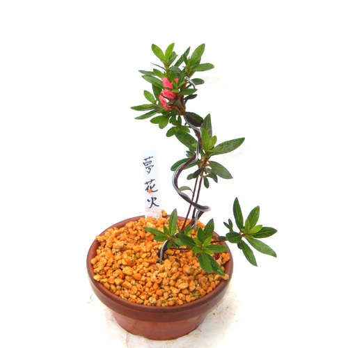 サツキ（品種 夢花火） 毎年咲きます ミニ盆栽 盆栽 小品盆栽 ゆめ