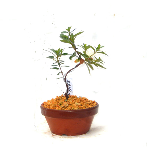 サツキ（品種 緑花の泉） 毎年咲きます ミニ盆栽 盆栽 小品盆栽 りょっ  