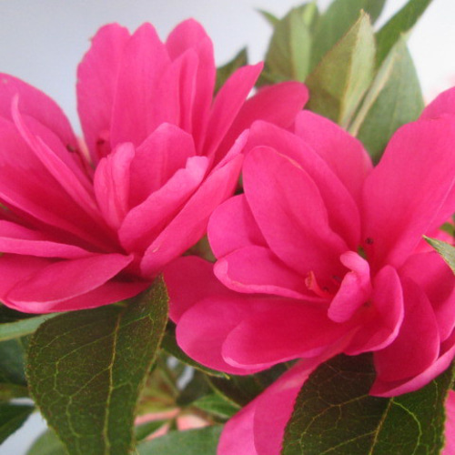 サツキ（品種 なるる） 毎年咲きます ミニ盆栽 盆栽 小品盆栽 なるる