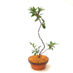 サツキ盆栽☆☆☆☆ 楽天市場】盆栽 皐月 新日光 樹高 約22cm さつき Rhododendron