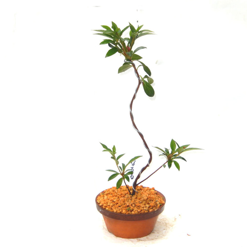 サツキ（品種 なるる） 毎年咲きます ミニ盆栽 盆栽 小品盆栽 なるる