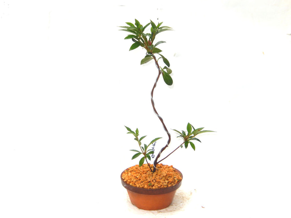 サツキ（品種 なるる） 毎年咲きます ミニ盆栽 盆栽 小品盆栽 なるる