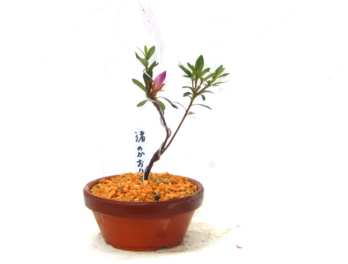 サツキ（品種　渚のかおり）　毎年咲きます　ミニ盆栽　盆栽　小品盆栽　なぎさのかおり　ナギサノカオリ　送料無料        Ω