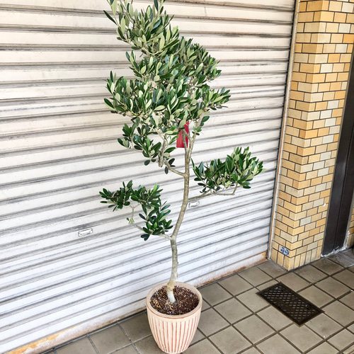 オリーブの木　フラントイオ オリーブ：フラントイオ スタンダード仕立て4.5号ポット の通販 | 園芸
