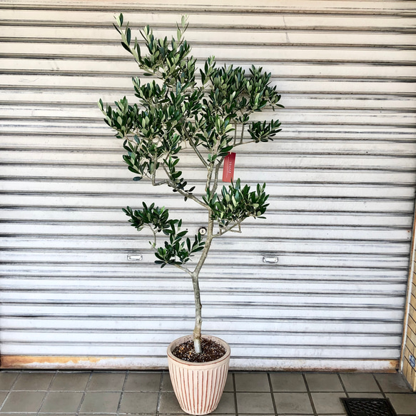 オリーブの木　フラントイオ 樹形完璧 オリーブの木 フラントイオ テラコッタ その他インテリア雑貨