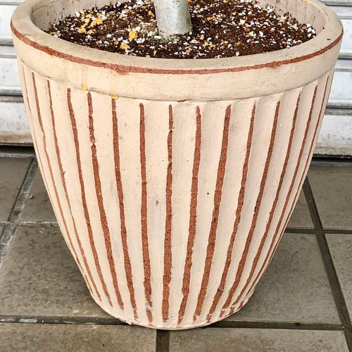 樹形完璧 オリーブの木 フラントイオ テラコッタ その他インテリア雑貨